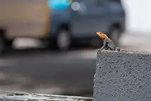 Cold Blooded Prints: Photo of a Peter's Rock Agama lizard on a fence in South Florida