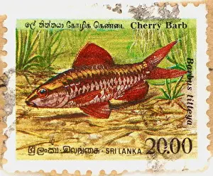 Post Office Prints: Photo of a Sri Lankan postage stamp with an image of a Cherry Barb fish Barbus titteya 1990