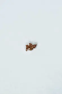 Pine Tree Prints: Photo taken at Vall de Nuria, Spain. Autumn in the spanish Pirineos