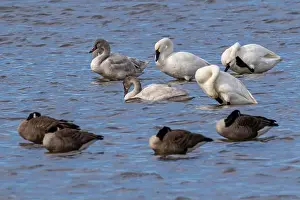 Animal Wing Prints: Photo of Tundra Swans at the Pea Island National wildlife Refuge on the Outer Banks of North Carolina in the Winter