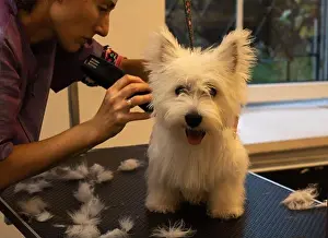 Scissors Prints: Photo of West Highland White Terrier puppy grooming