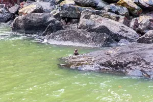 Hike Prints: Photograph of a baby seal sitting on a rock in Milford Sound in Fiordland National Park on the South Island of New