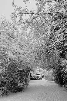 Wintery Prints: Photograph of car parked on the other side of the tress