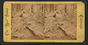 Largest Prints: This photograph by E. & H.T. Anthony depicts the towering mammoth trees