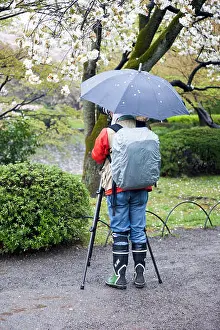 Sakura Prints: Photographer taking photos of cherry blossoms on a rainy day in the Tokyo Shinjuku Gyoen National Garden