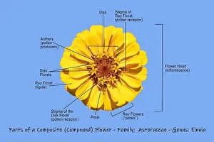 Vivid Color Prints: photographic science diagram illustrating a composite yellow zinnia showing the main parts of the flower on a light