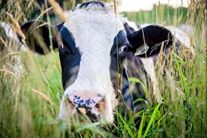 Udder Prints: Photography of a dairy cow up close in tall grassy field