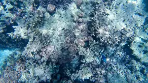 Animal Fin Prints: Photography of fish and corals in Oman near Muscat during spring sunny day