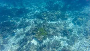 Animal Fin Prints: Photography of fish and corals in Oman near Muscat during spring sunny day