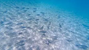 Animal Fin Prints: Photography of fish and corals in Oman near Muscat during spring sunny day