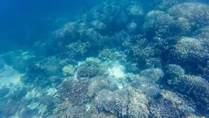 Animal Fin Prints: Photography of fish and corals in Oman near Muscat during spring sunny day