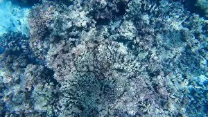 Animal Fin Prints: Photography of fish and corals in Oman near Muscat during spring sunny day