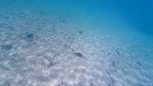 Animal Fin Prints: Photography of fish and corals in Oman near Muscat during spring sunny day