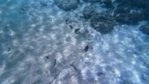 Animal Fin Prints: Photography of fish and corals in Oman near Muscat during spring sunny day