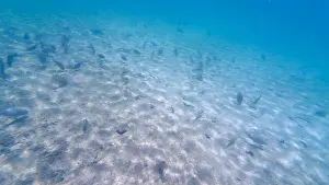 Wave Water Prints: Photography of fish and corals in Oman near Muscat during spring sunny day