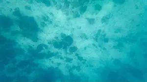 Wave Water Prints: Photography of fish and corals in Oman near Muscat during spring sunny day