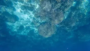 Wave Water Prints: Photography of fish and corals in Oman near Muscat during spring sunny day