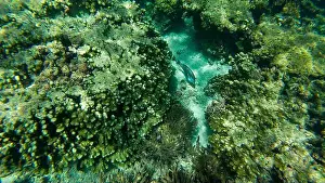 Wave Water Prints: Photography of fish and corals in Oman near Muscat during spring sunny day