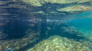 Wave Water Prints: Photography of fish and corals in Oman near Muscat during spring sunny day