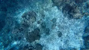Wave Water Prints: Photography of fish and corals in Oman near Muscat during spring sunny day
