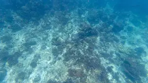 Wave Water Prints: Photography of fish and corals in Oman near Muscat during spring sunny day