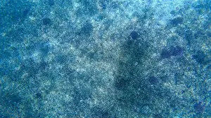 Wave Water Prints: Photography of fish and corals in Oman near Muscat during spring sunny day