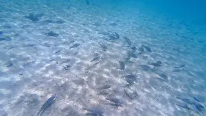 Wave Water Prints: Photography of fish and corals in Oman near Muscat during spring sunny day