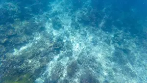 Wave Water Prints: Photography of fish and corals in Oman near Muscat during spring sunny day