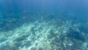 Wave Water Prints: Photography of fish and corals in Oman near Muscat during spring sunny day