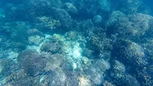 Wave Water Prints: Photography of fish and corals in Oman near Muscat during spring sunny day