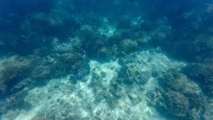Wave Water Prints: Photography of fish and corals in Oman near Muscat during spring sunny day