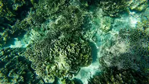 Wildlife Reserve Prints: Photography of fish and corals in Oman near Muscat during spring sunny day