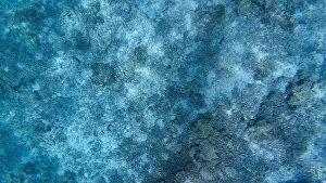 Wildlife Reserve Prints: Photography of fish and corals in Oman near Muscat during spring sunny day