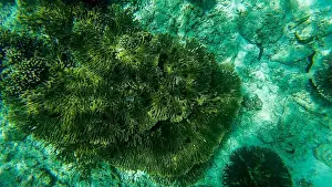 Wildlife Reserve Prints: Photography of fish and corals in Oman near Muscat during spring sunny day