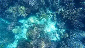 Wildlife Reserve Prints: Photography of fish and corals in Oman near Muscat during spring sunny day