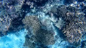 Wildlife Reserve Prints: Photography of fish and corals in Oman near Muscat during spring sunny day