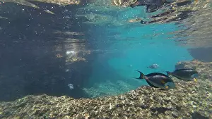Wildlife Reserve Prints: Photography of fish and corals in Oman near Muscat during spring sunny day