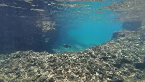 Wildlife Reserve Prints: Photography of fish and corals in Oman near Muscat during spring sunny day