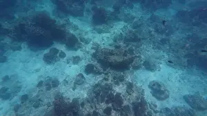 Shark Rock Prints: Photography of fish and corals in Oman near Muscat during spring sunny day