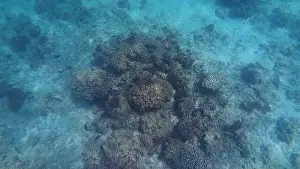 Shark Rock Prints: Photography of fish and corals in Oman near Muscat during spring sunny day
