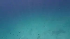 Shark Rock Prints: Photography of fish and corals in Oman near Muscat during spring sunny day