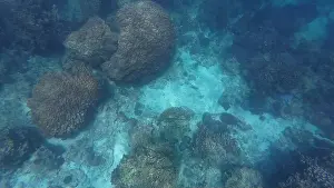 Shark Rock Prints: Photography of fish and corals in Oman near Muscat during spring sunny day