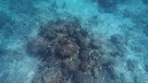 Shark Rock Prints: Photography of fish and corals in Oman near Muscat during spring sunny day