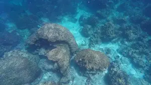 Shark Rock Prints: Photography of fish and corals in Oman near Muscat during spring sunny day