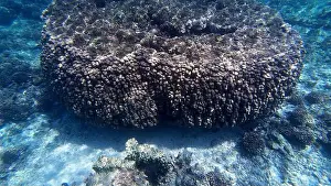 Shark Rock Prints: Photography of fish and corals in Oman near Muscat during spring sunny day