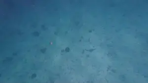 Shark Rock Prints: Photography of fish and corals in Oman near Muscat during spring sunny day