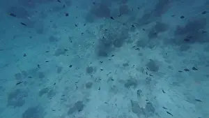 Shark Rock Prints: Photography of fish and corals in Oman near Muscat during spring sunny day