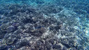 Shark Rock Prints: Photography of fish and corals in Oman near Muscat during spring sunny day