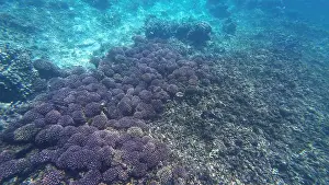 Shark Rock Prints: Photography of fish and corals in Oman near Muscat during spring sunny day