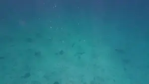 Shark Rock Prints: Photography of fish and corals in Oman near Muscat during spring sunny day